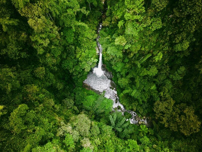 Rainforest canopy