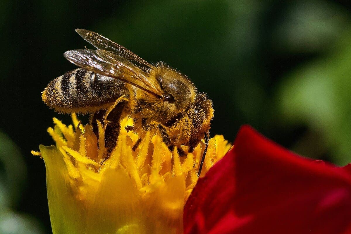 The Secret Life of Bees: Why They Are Essential for Our Ecosystem cover image