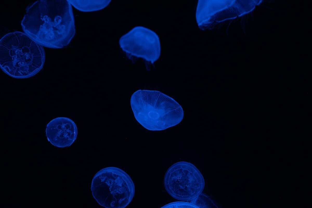 5 Amazing Bioluminescent Organisms That Light Up the Night cover image