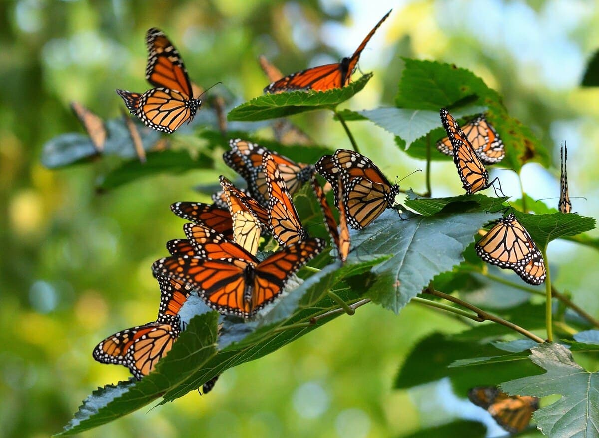 The Mysterious Migration of Monarch Butterflies cover image