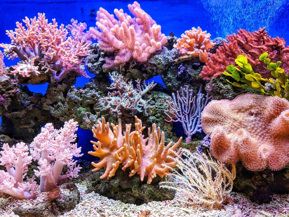 Exploring the Hidden Wonders of Coral Reefs cover image