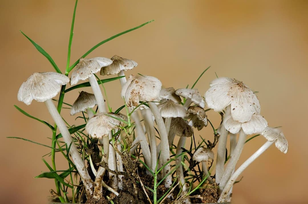 The Role of Fungi in Forest Ecosystems