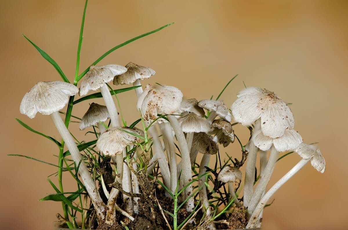 The Role of Fungi in Forest Ecosystems cover image