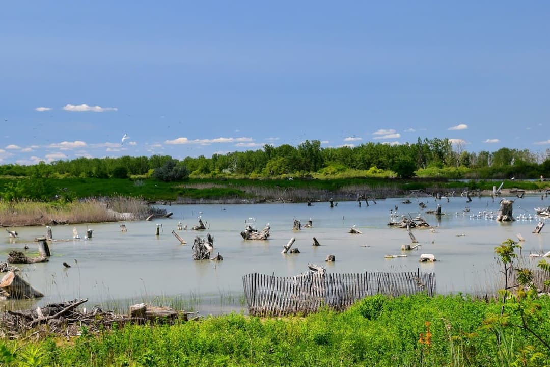 Why Protecting Wetlands Is Crucial for Our Planet
