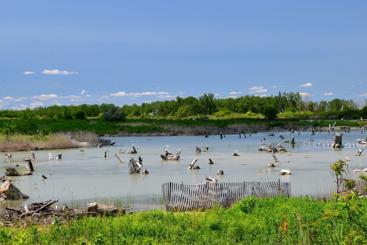 Why Protecting Wetlands Is Crucial for Our Planet cover image