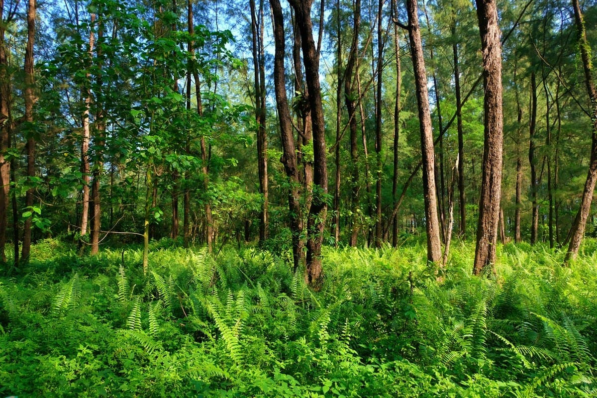 The Hidden Power of Trees: How Forests Fight Climate Change cover image