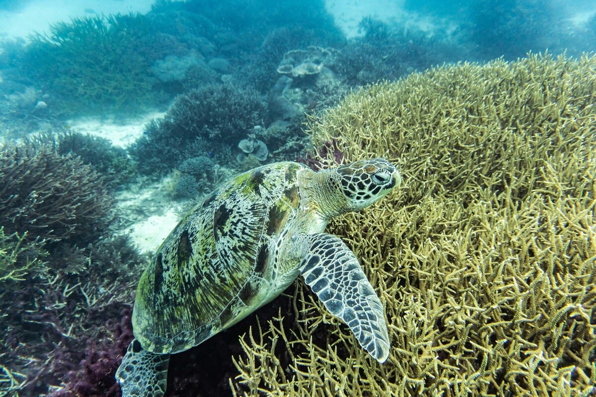 Sea Turtle in Coral Reef