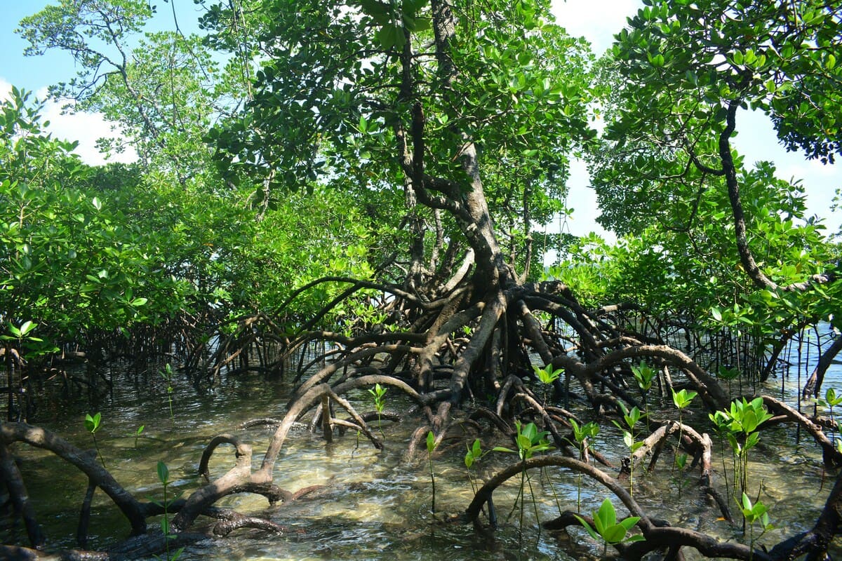 Mangrove Restoration