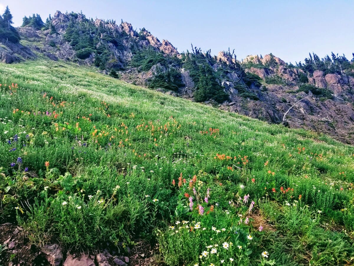 Alpine Wildflowers