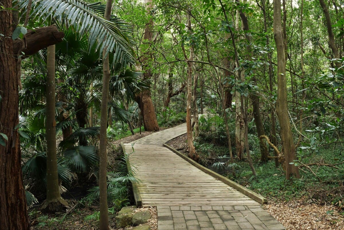 Jungle Pathway