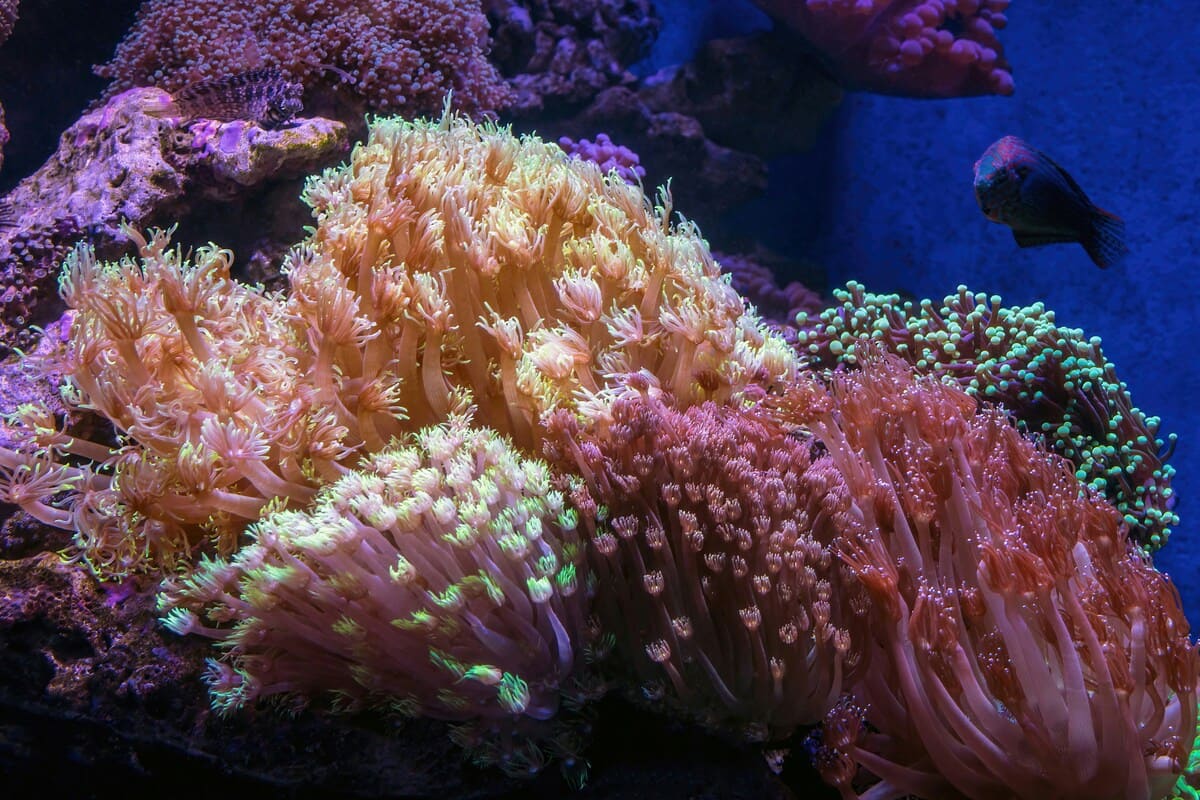Tropical Coral Colony