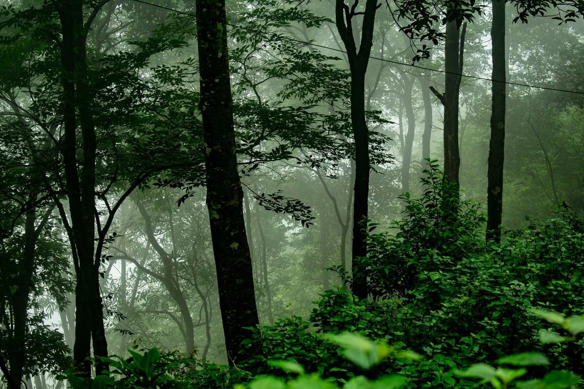 Mystical Forest