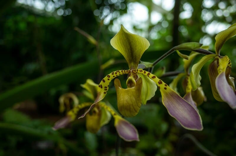 New Orchid Species Discovered in Unexplored Amazon Region