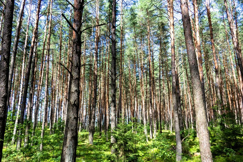 Global Reforestation Initiative Plants 1 Million Trees Ahead of Schedule