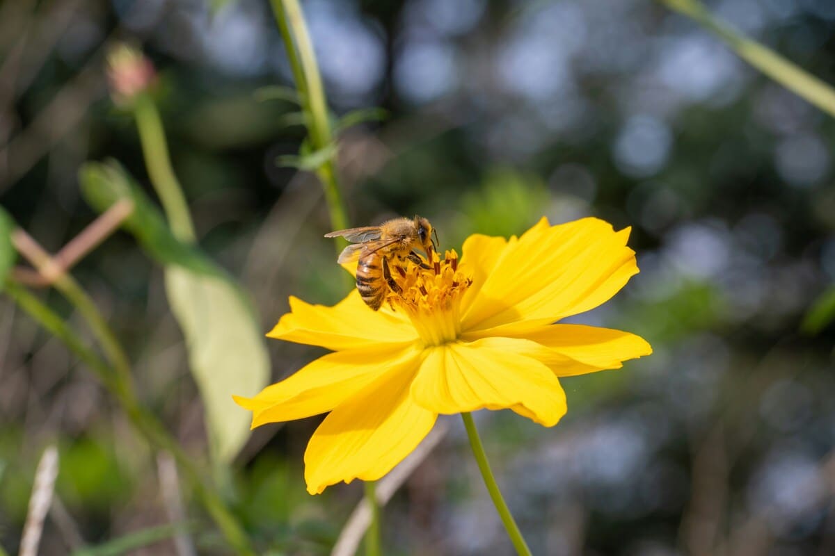 Bee communication dance