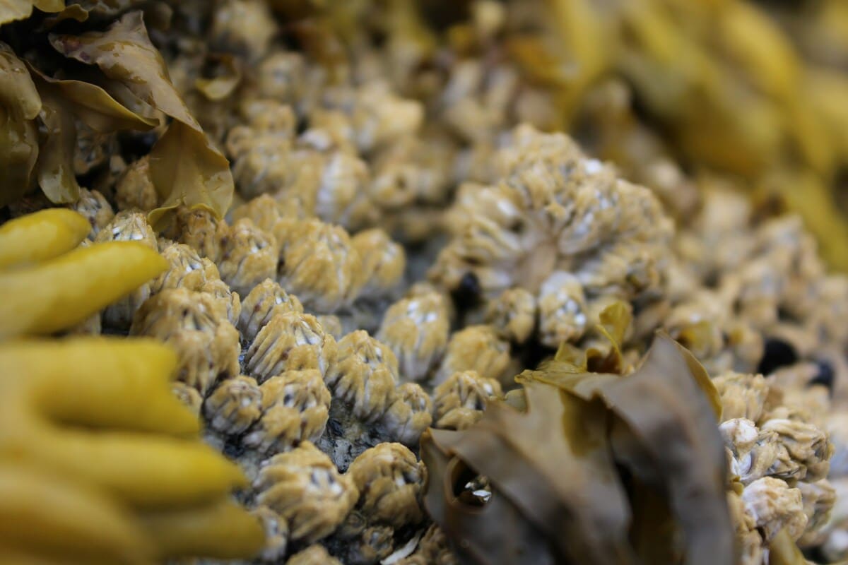 Varroa mite infestation