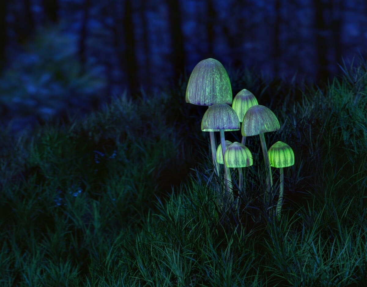 Glowing mushrooms in a Brazilian forest