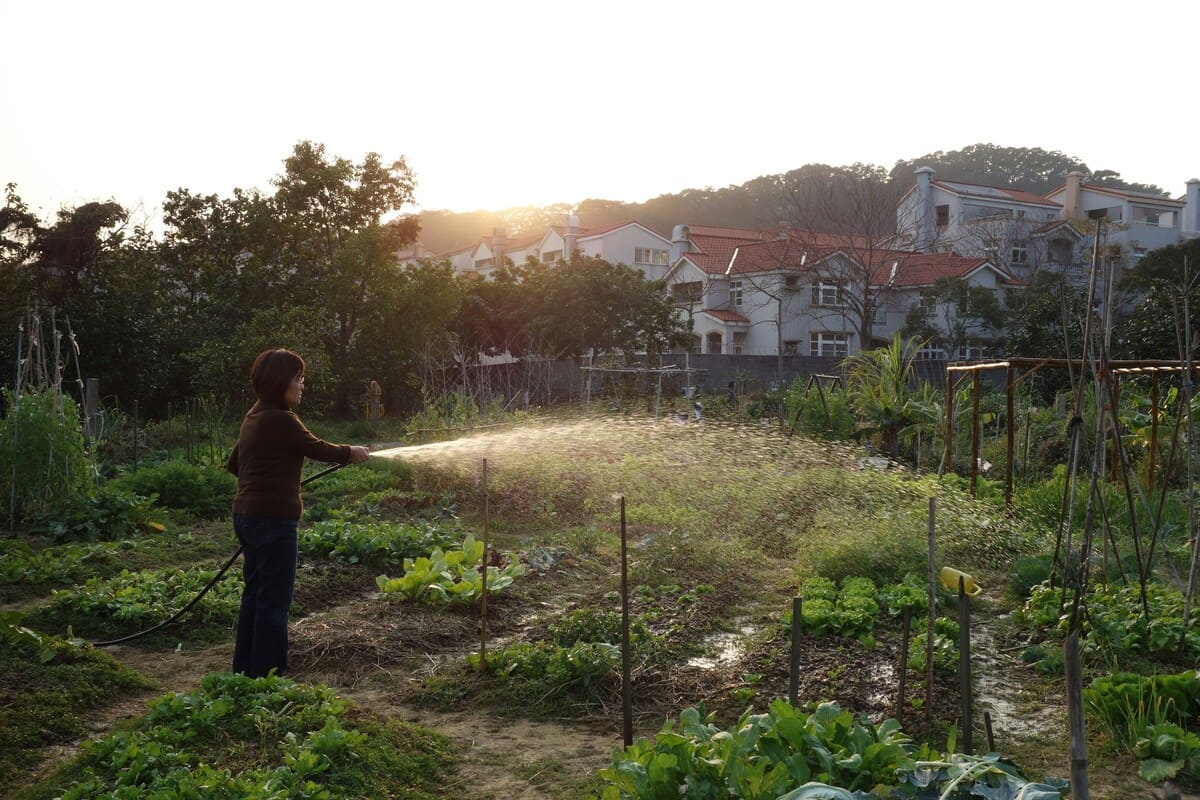 Community vegetable garden in an urban setting