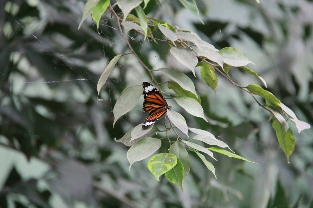 Monarch butterflies resting on a tree branch