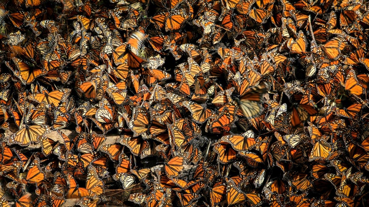 Map of monarch butterfly migration routes