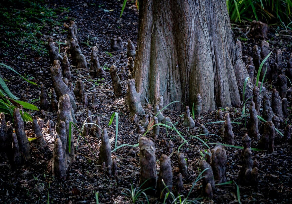 Mycorrhizal fungi roots growing on a forest floor