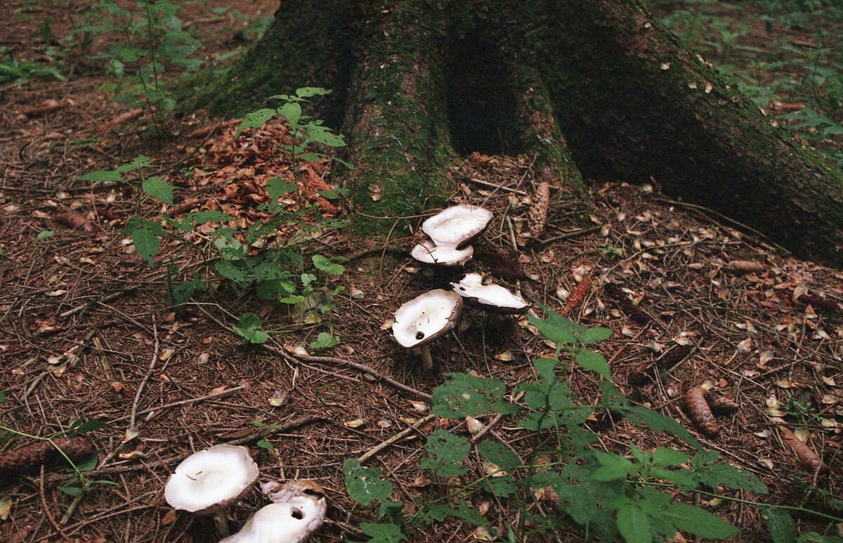 Forest floor covered with various mushrooms