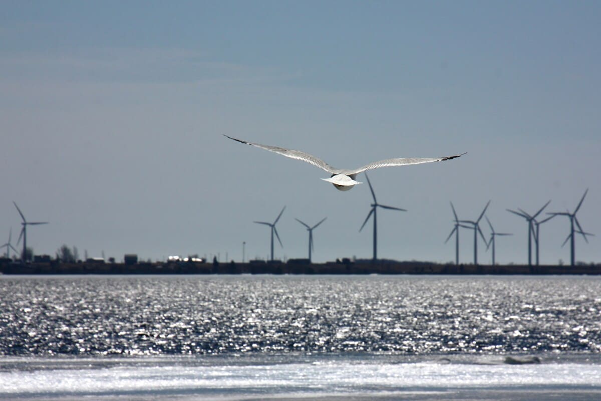 Wind turbines designed like birds