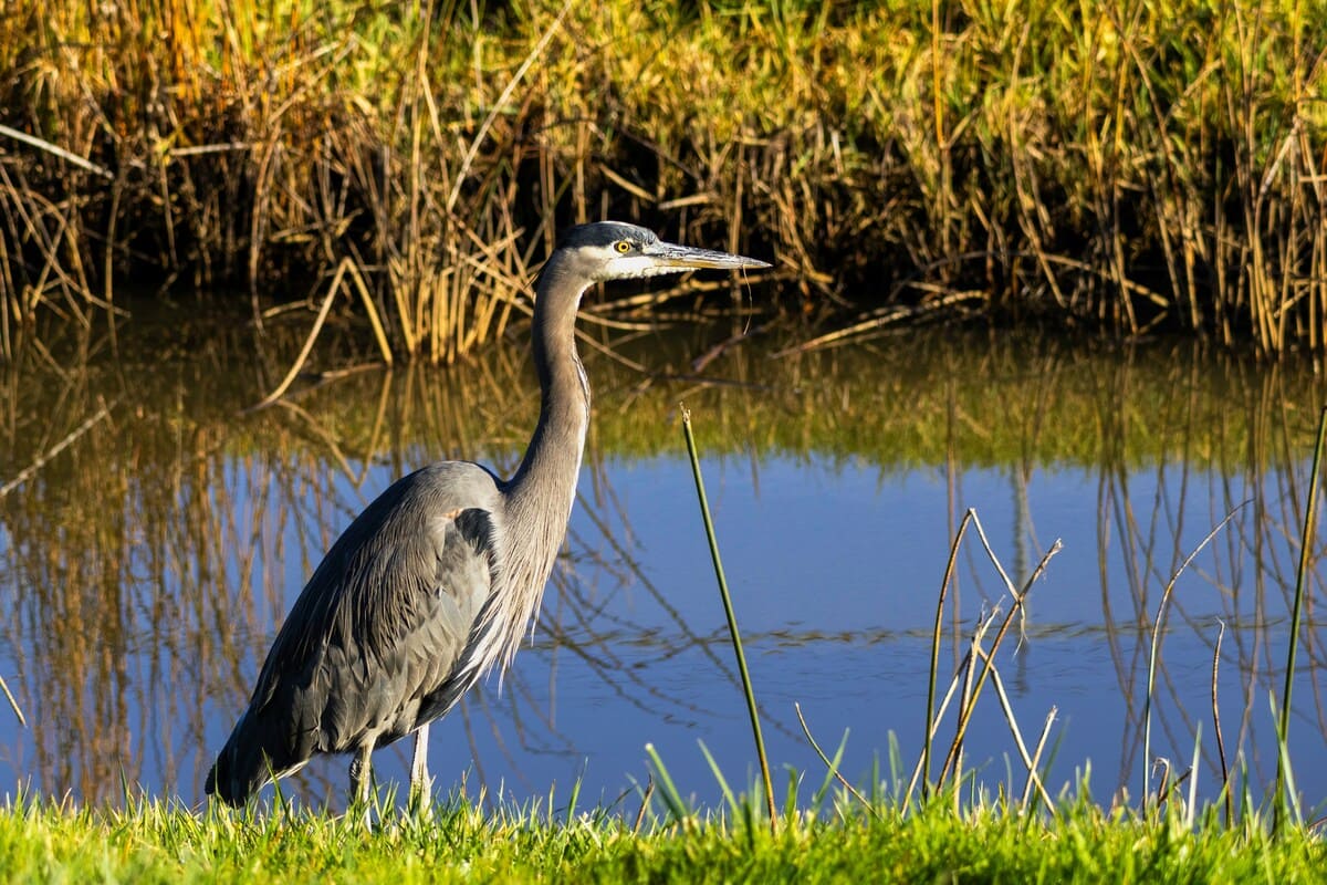 Wetland landscape with birds