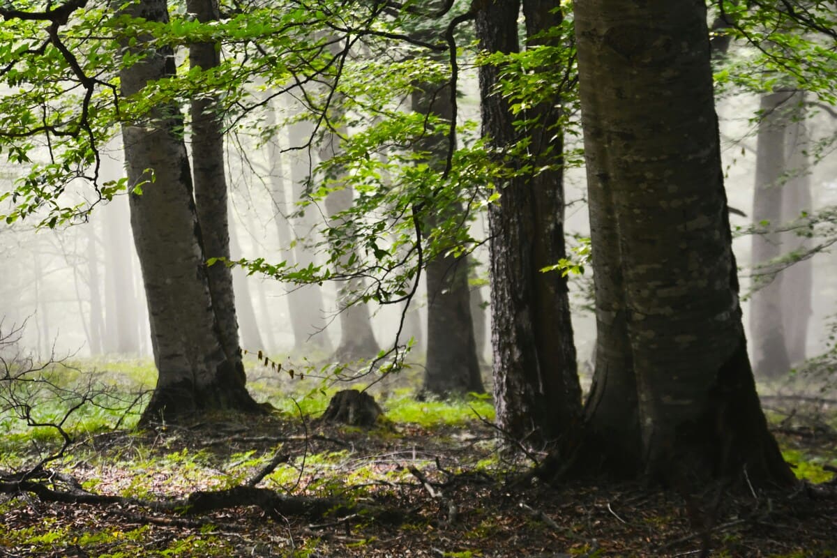 Lush green forest landscape