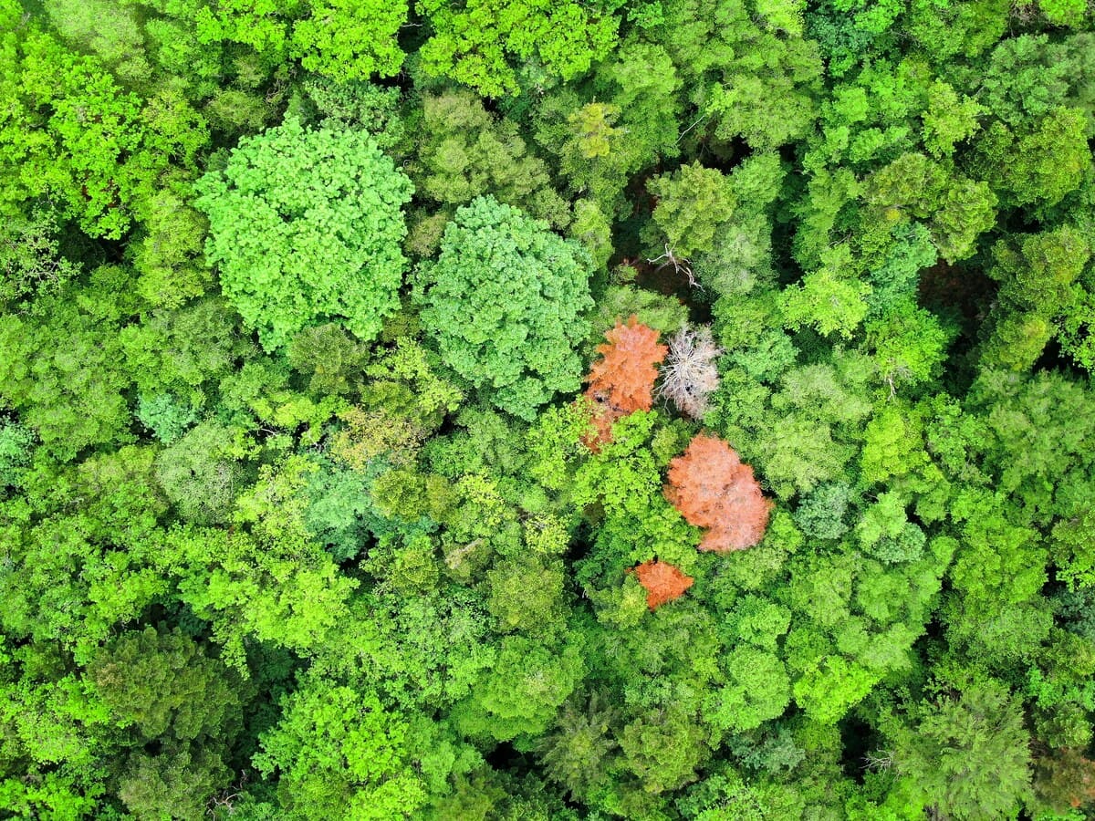Aerial view of a healthy forest ecosystem